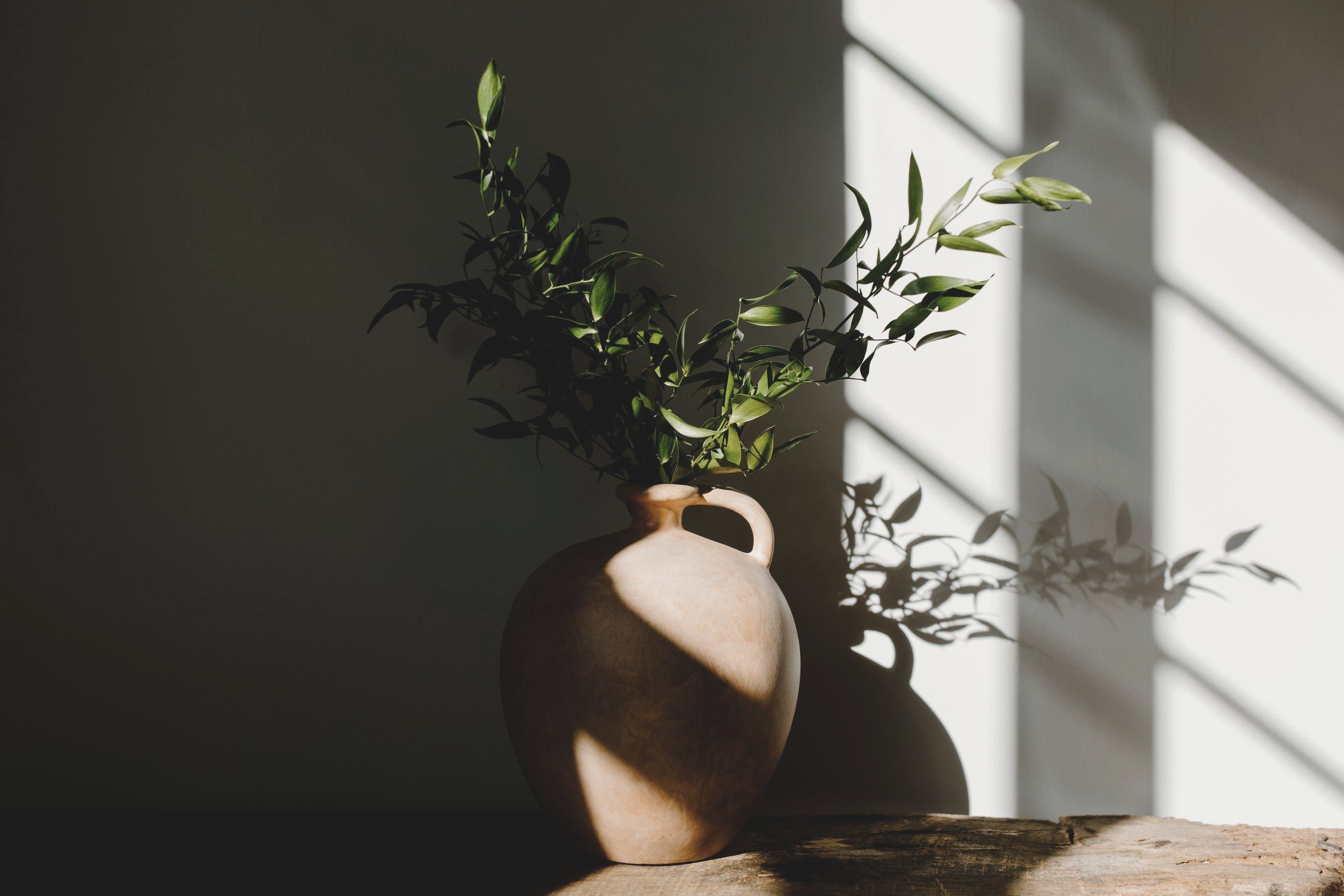 Olive branches in a terracotta jug, window light falling across the wall behind